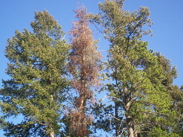 Pine Beetle Tree Pic 01